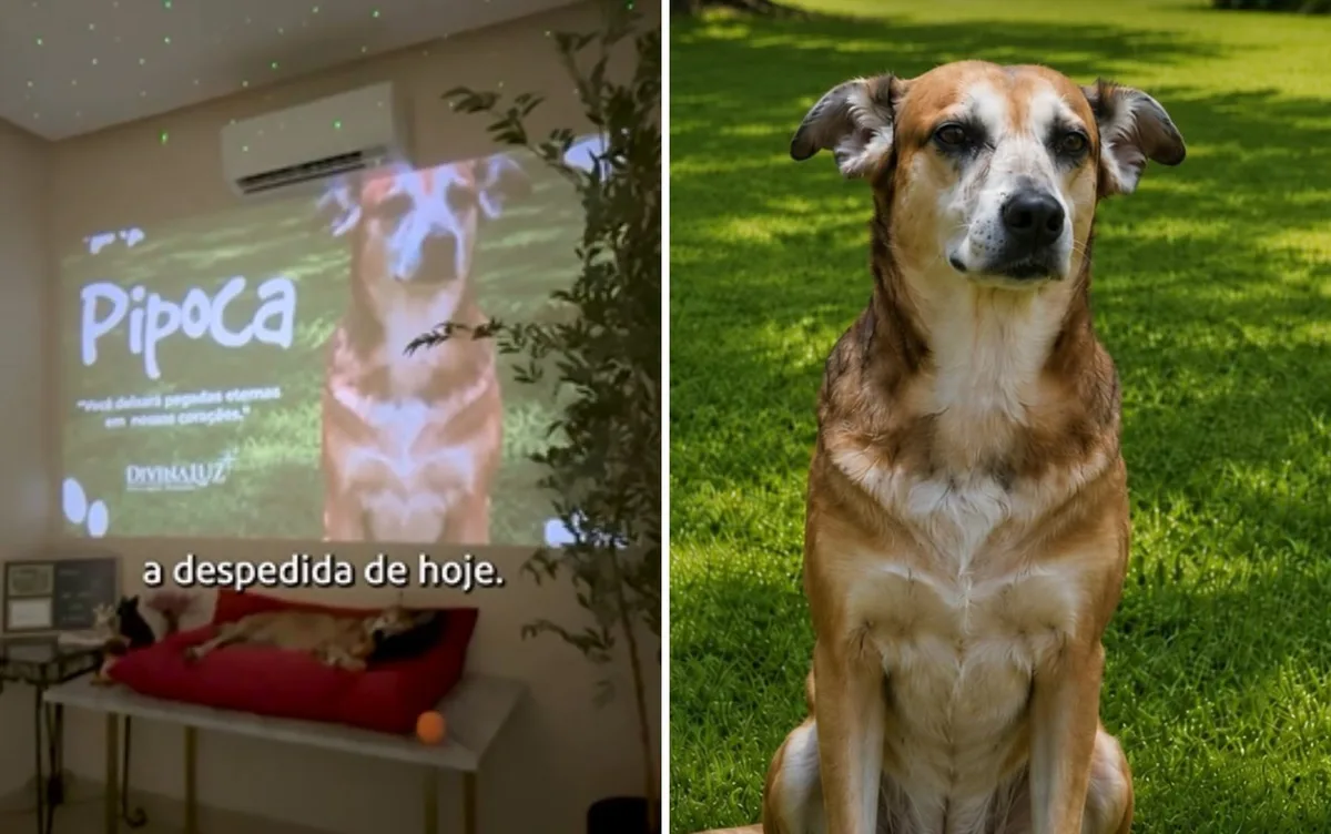 Despedida de pet em funerária emociona em Goiás: 'Não tem como não chorar'
