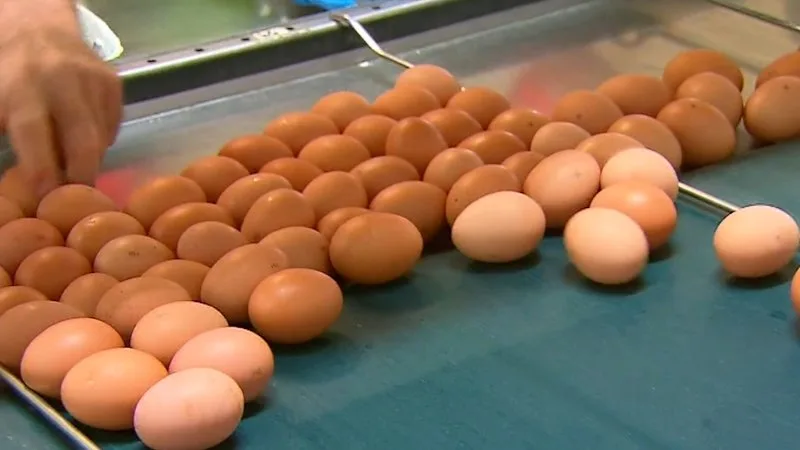 Australia’s biggest egg supplier accused of cartel conduct