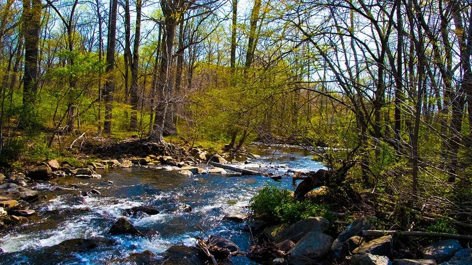 Dangerous rabid beavers attack 2 teens, with 1 airlifted and popular park partially closed