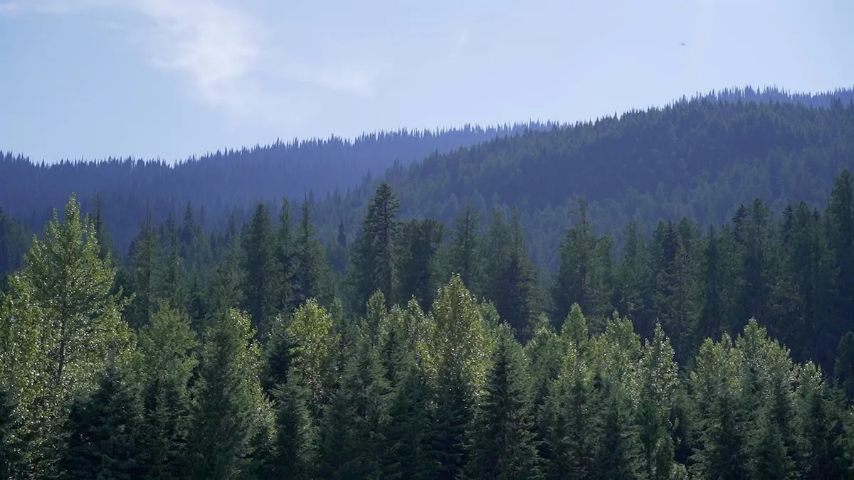 The province is proposing a ‘working forest’ model — but what does that mean?