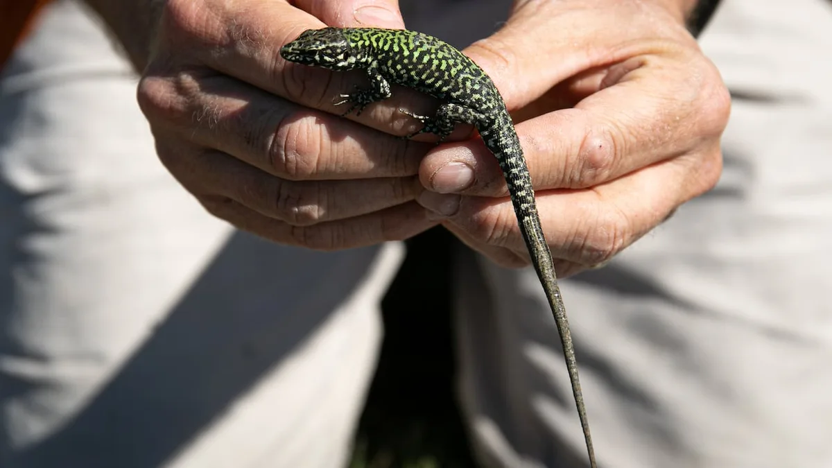 Rapid spread of invasive lizards on Vancouver Island could have 'serious' environmental impact: experts