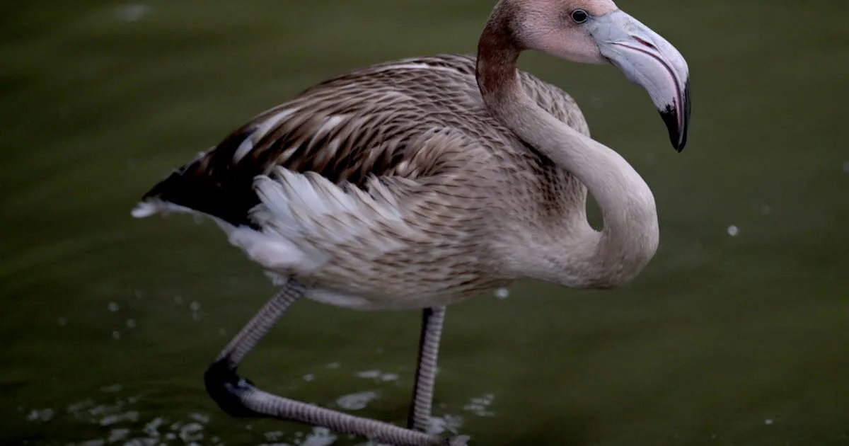 Ain. Flamants roses dans la Dombes : le phénomène prend de l’ampleur