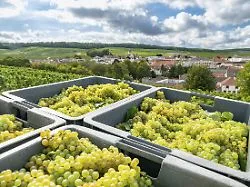 Klimawandel setzt Winzern zu: Weinlese in der Champagne beginnt so früh wie nie zuvor