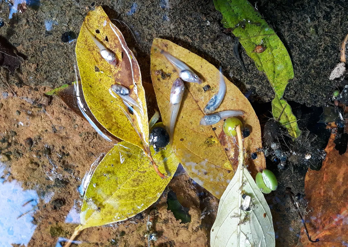 Vírus reduz em 83% população de pererecas em reserva da Mata Atlântica