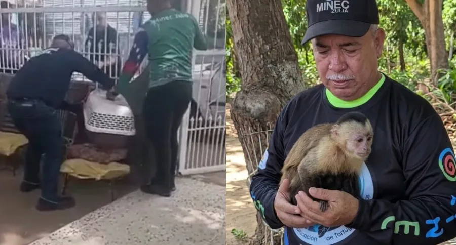 Mono capuchino en cautiverio fue rescatado gracias a la denuncia de vecinos en el Zulia