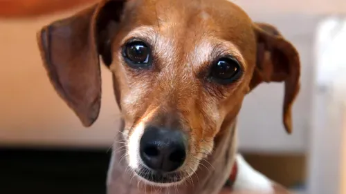 Woof! The 7.5-million dog economy