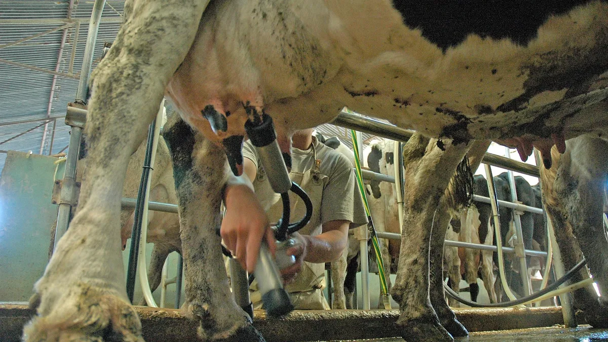 Argentina vs. Uruguay: qué pasa con el costo de la leche desde que sale del campo y llega al puerto transformada