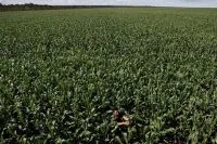 Colheita de milho do Brasil tem avanço para 84,4%, diz Pátria AgroNegócios