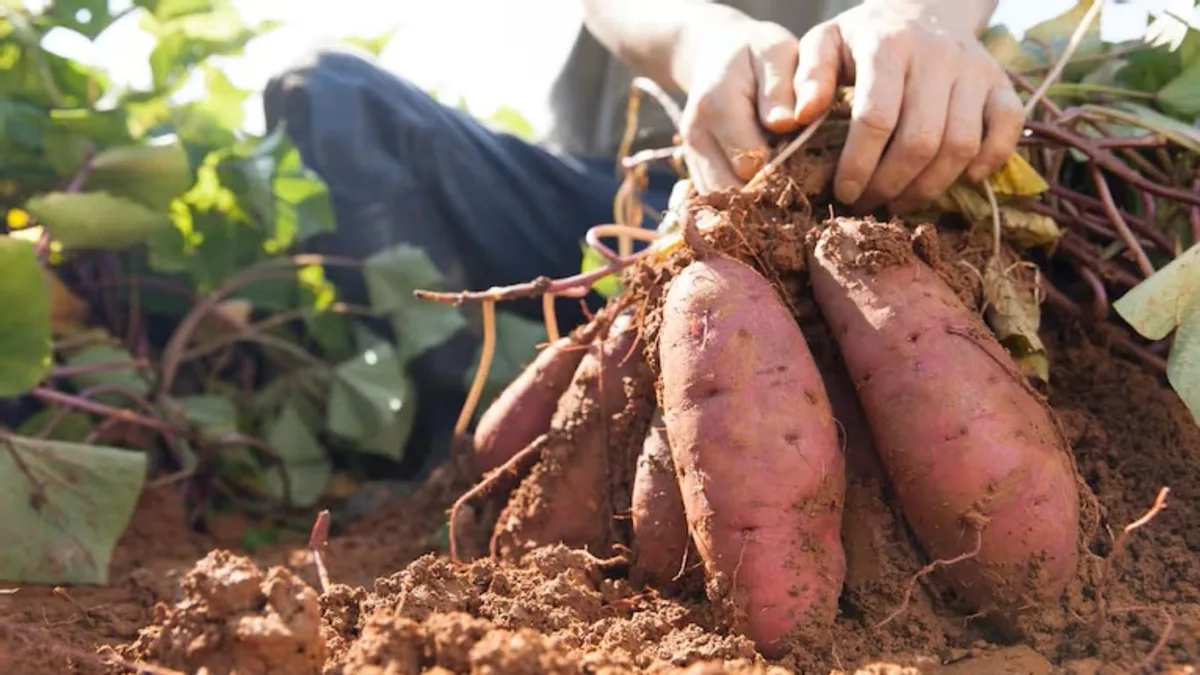 Cómo cultivar batatas en maceta sin fracasar en el intento: los secretos de una experta en jardinería