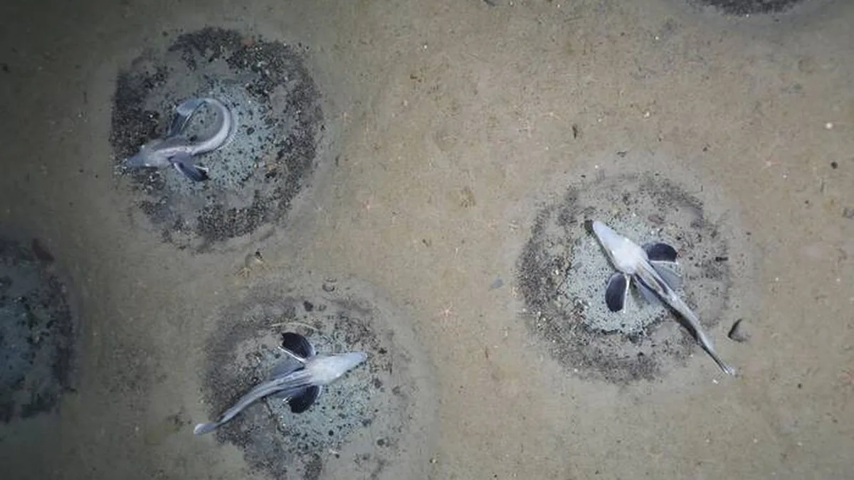 Exploran las profundidades de la Antártida y encuentran a 535 metros una ciudad submarina formada por 60 millones de nidos