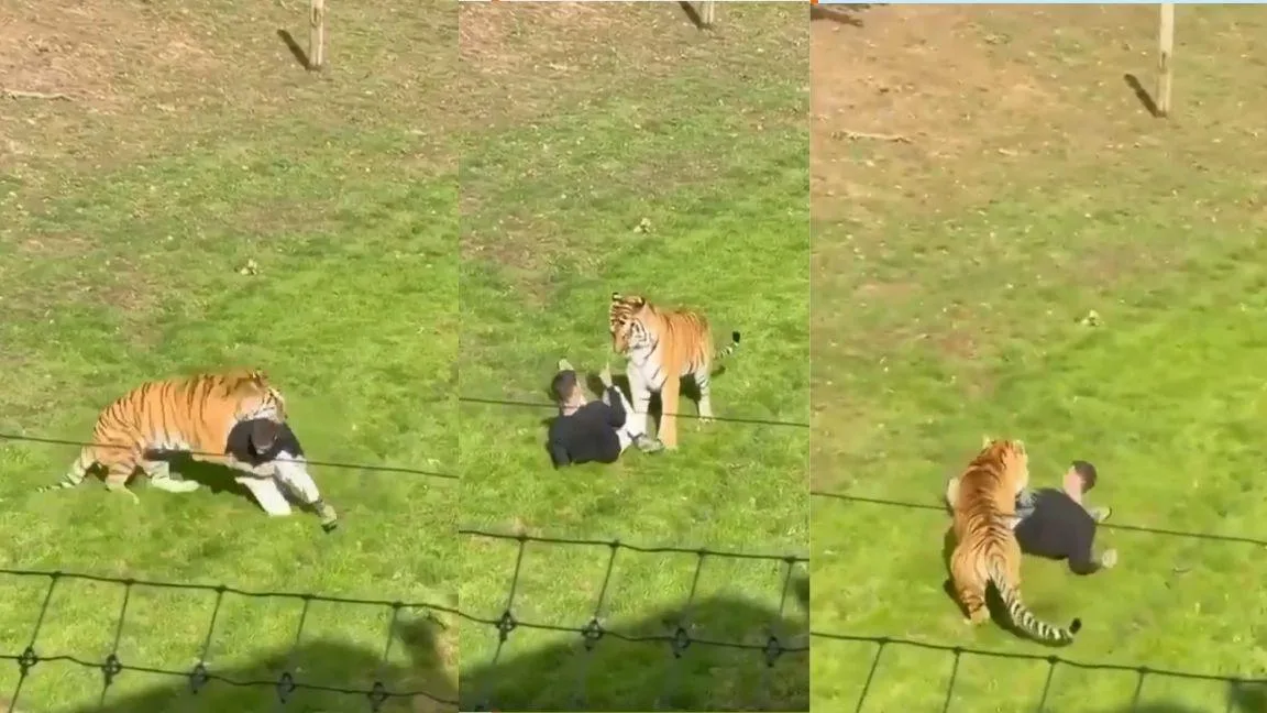 Hombre muere atacado por un tigre en zoológico de Inglaterra tras invadir su área