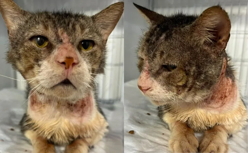 Seu gato sai na rua? Surto de esporotricose, doença transmissível para humanos, é confirmado em Cascavel; veja cuidados