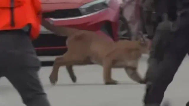 Puma nas ruas de São Francisco gera alerta. Foi depois solto na natureza