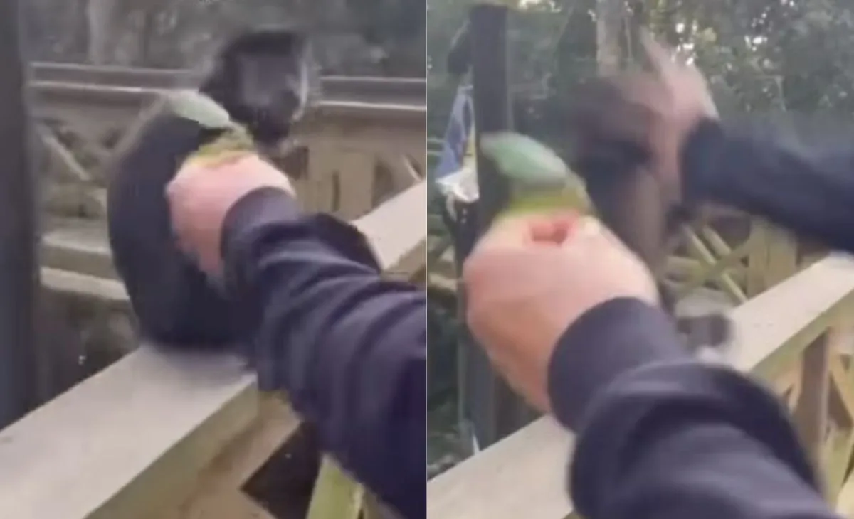 Homem finge alimentar macaco-prego e agride animal em parque de SC