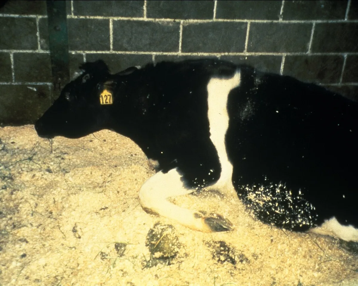 Doença da vaca louca: o que é, como é transmitida e quais os riscos para seres humanos