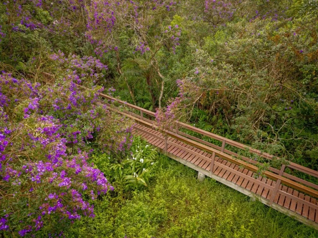 Reservas da Mata Atlântica no Paraná oferecem visitas