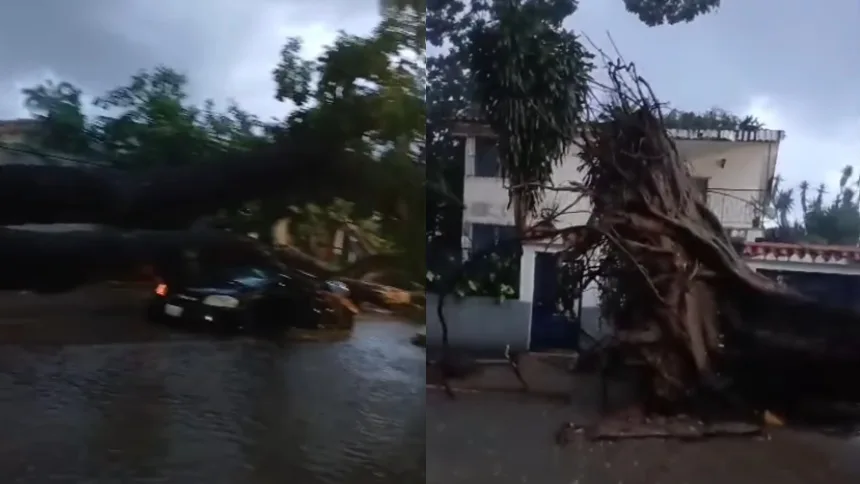 Mujer embarazada se salvó de milagro cuando le cayó un árbol de gran magnitud sobre su carro en Valencia