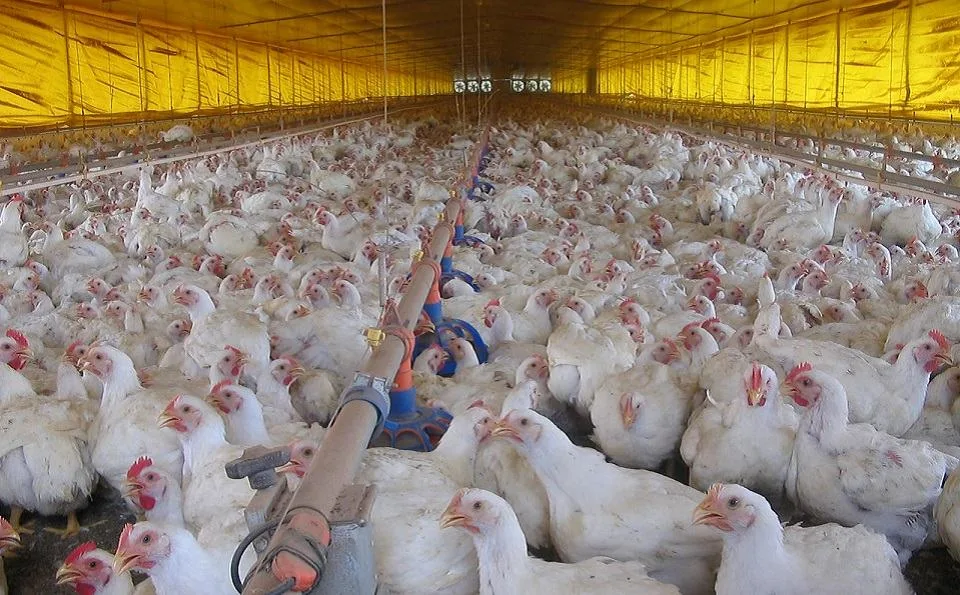 Japão levanta restrições à importação de aves de Portugal