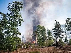 Feuer in Deutschland : Wenn der Wald brennt: die wichtigsten Verhaltensregeln