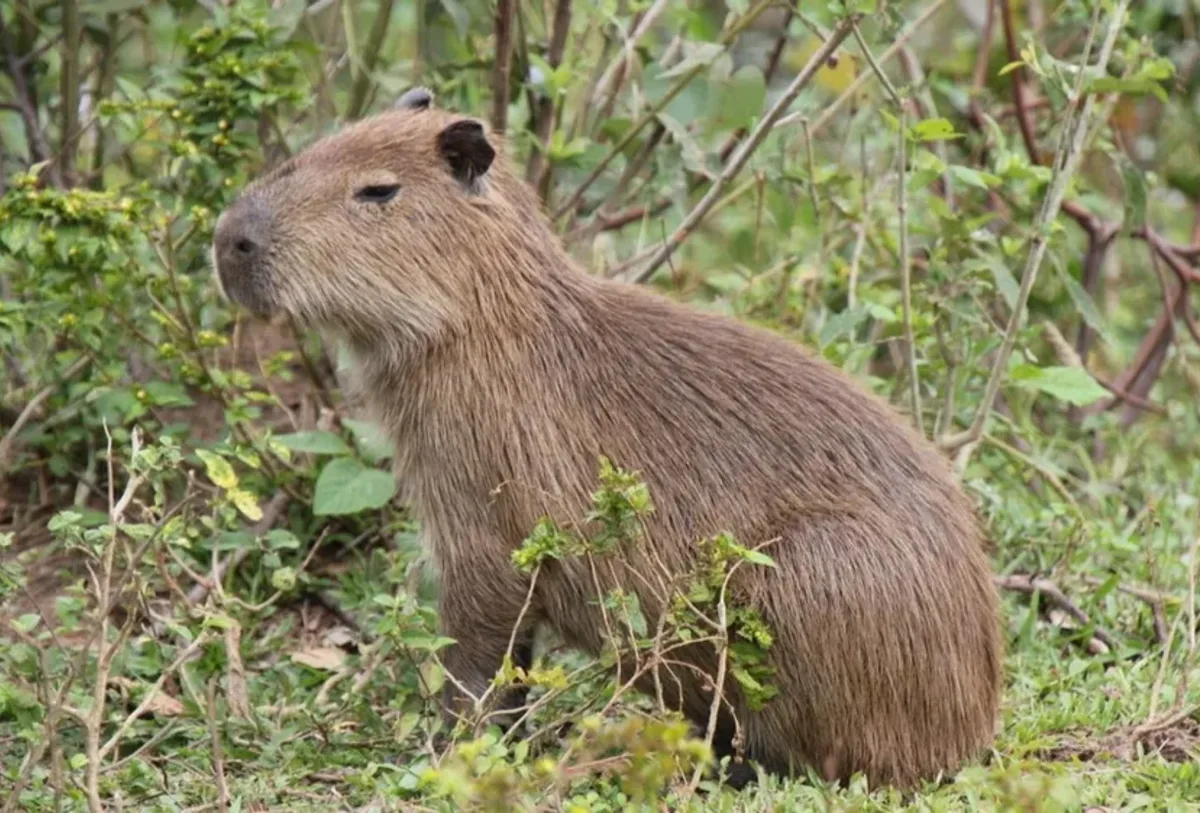 Capivara 'late'? As 7 curiosidades sobre o maior roedor do mundo