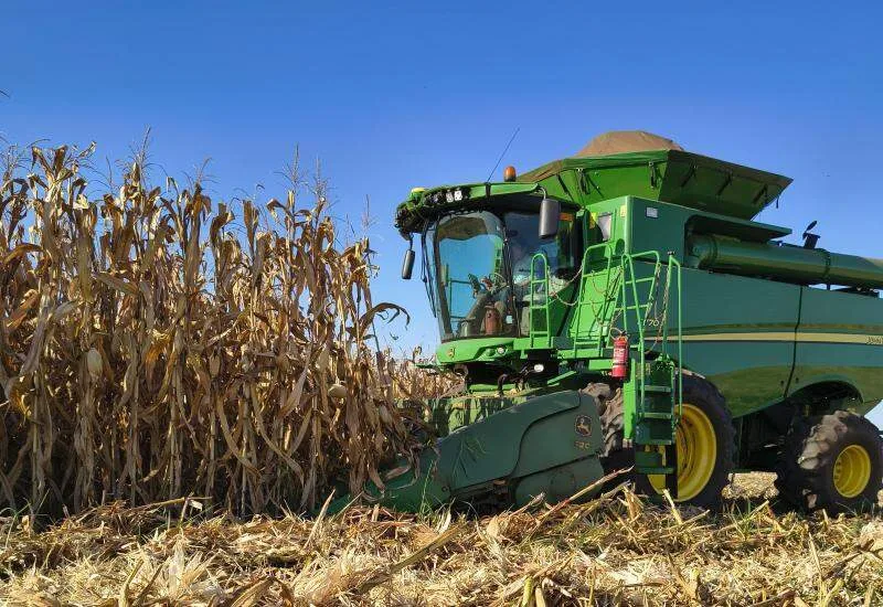 Quase 100% concluída, colheita do milho alcança 2,194 milhões de hectares