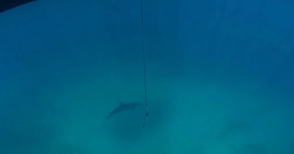 IA identifica espécies de golfinhos pelos assobios; saiba mais