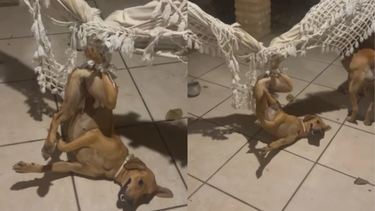 Vídeo de cadela presa em rede no PI viraliza e acende alerta para tutores