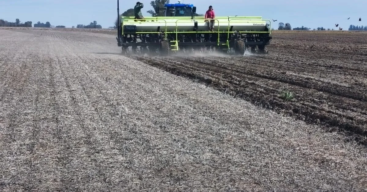 El campo se prepara para el Niño: adelantan la siembra de maíz y empiezan a mover la hacienda de las zonas bajas