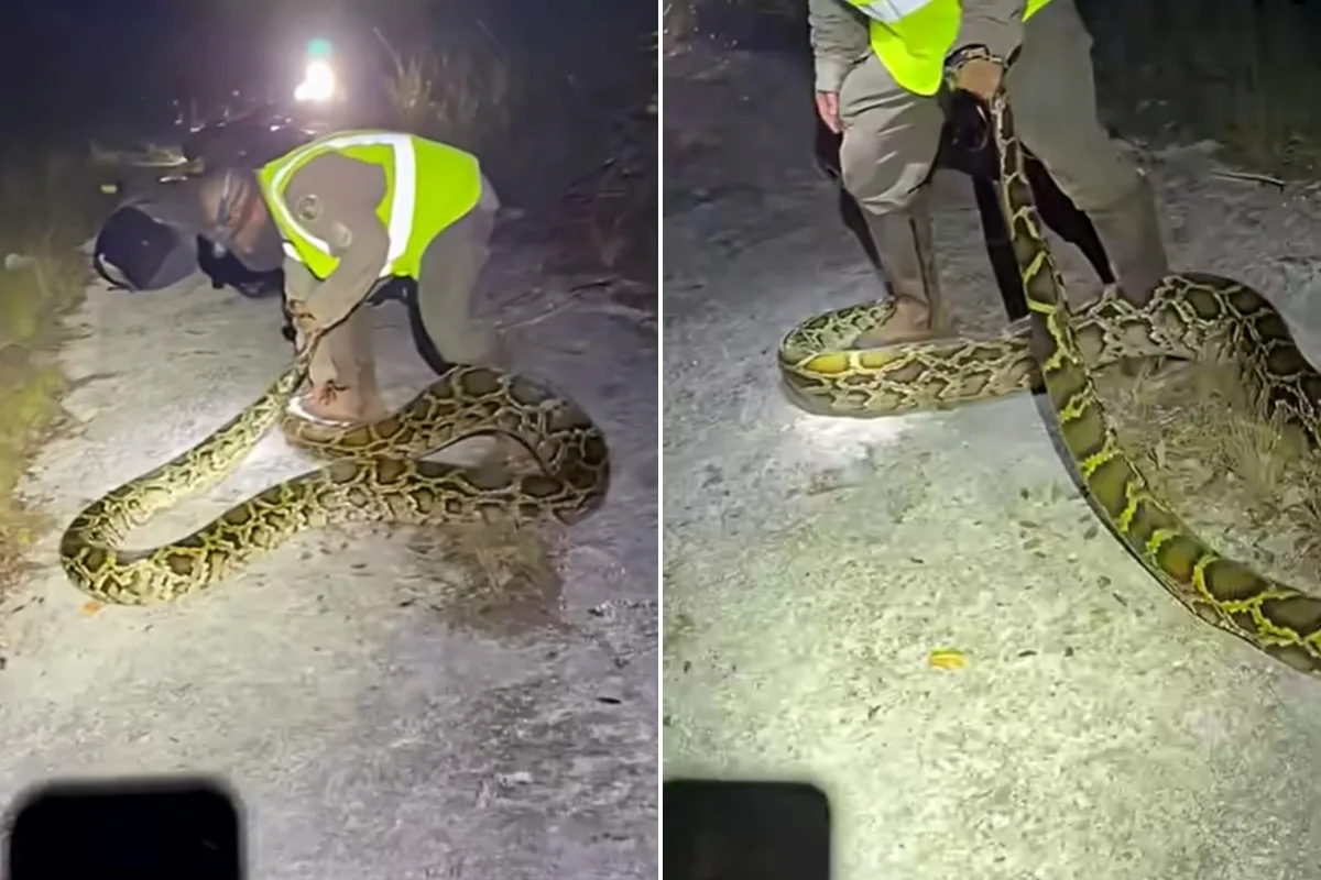 Homem captura cobra de 5 metros durante desafio de caça na Flórida