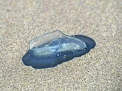 Vorbote für gefährlichere Tiere?: Subtropische Segelqualle erstmals an Strand in Deutschland gesichtet