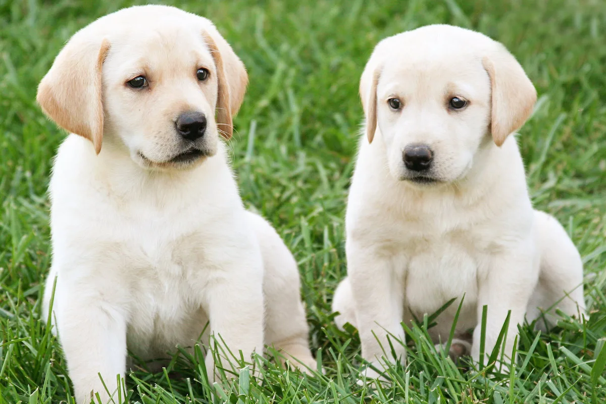 Esqueça a regra dos sete anos. Há uma nova forma de calcular a idade de um cão