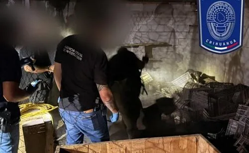 Rescatan a seis perritos en situación de maltrato en Hidalgo del Parral, Chihuahua; hallan a varios más sin vida