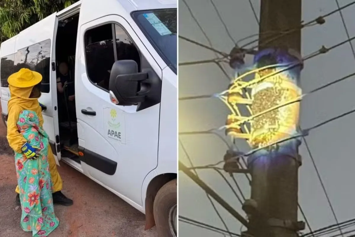 Enxame de abelhas ataca estudantes e colaboradores de Apae em Goiás