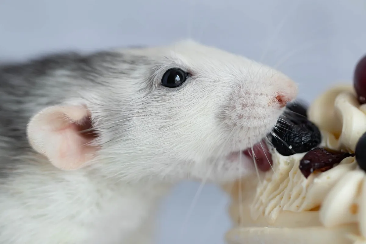 Os ratos “cantam” por ultrassons quando comem chocolate
