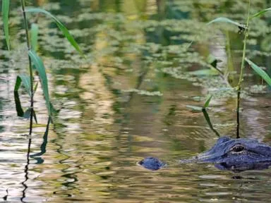 Fisherman, 71, attacked and killed by 12-foot alligator alongside Florida lake