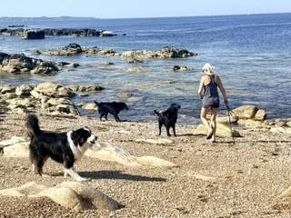 « Rendons la plage accessible aux chiens » : une pétition circule dans cette commune du sud Finistère