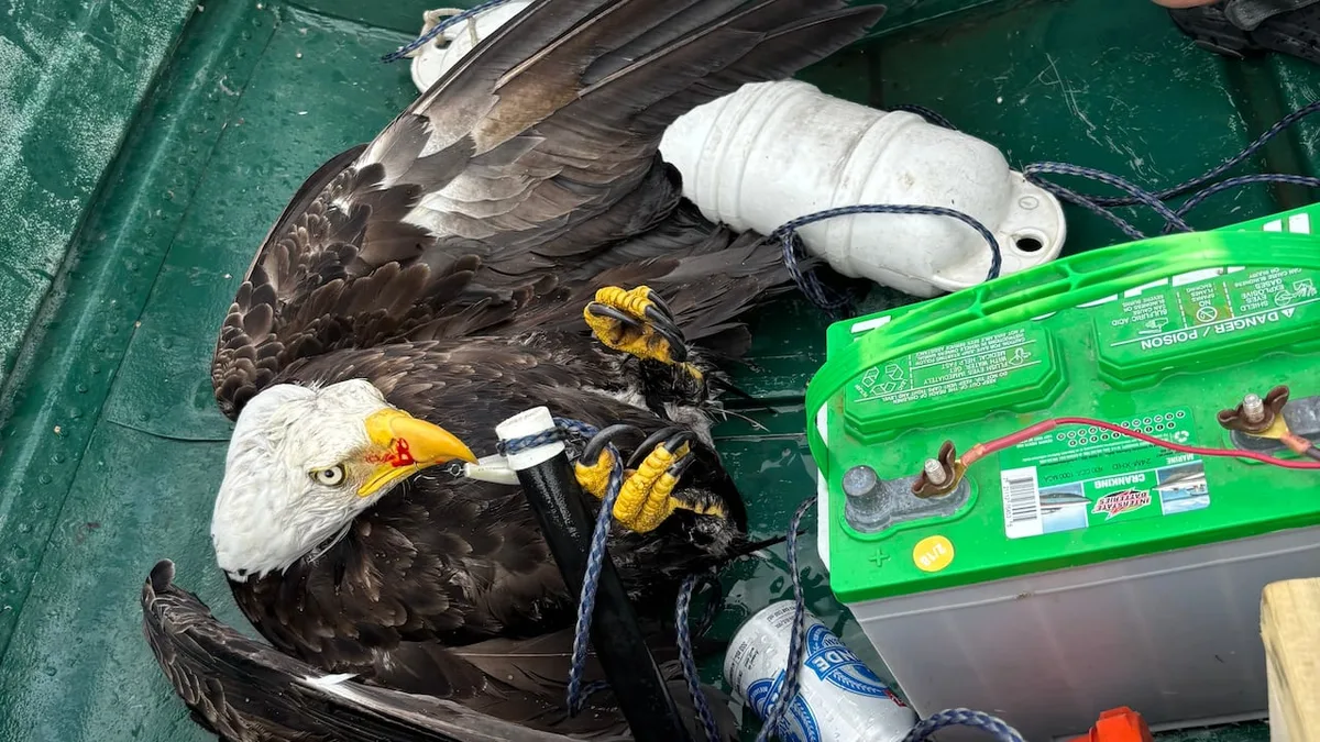 Nova Scotia father and son haul hooked bald eagle out of lake, safely free it on shore