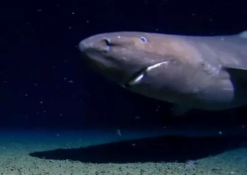 Ce requin géant a une vision étonnante : voici ce que des chercheurs ont découvert