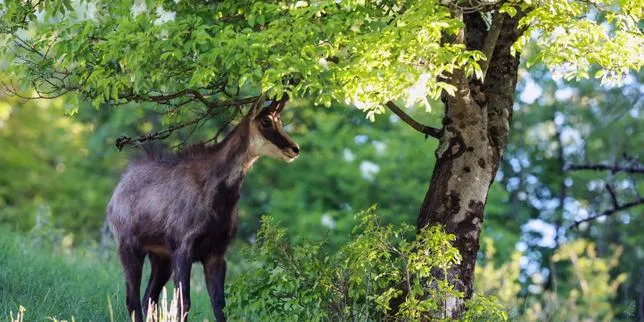Sur les pentes de Besançon, un chamois agressif attaque les joggeurs, le préfet autorise son abattage
