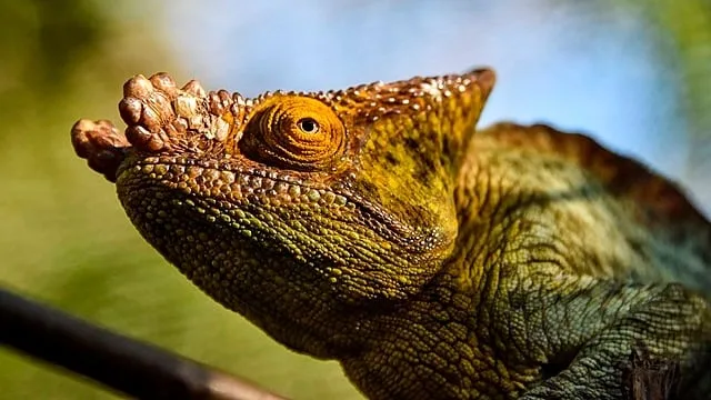 Camuflaje animal: cómo algunas especies cambian de color para sobrevivir, cazar y reproducirse