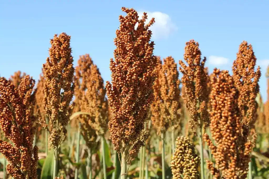 Sorgo dispara 79% em MS, enquanto soja avança e milho recua