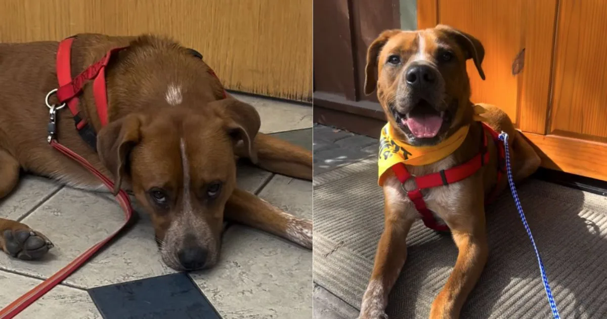 Cachorro tinha 24 horas de vida antes da eutanásia e foi salvo no último minuto; o medo da nova tutora vira amor no instante em que o cão revela sua verdadeira doçura dentro de casa