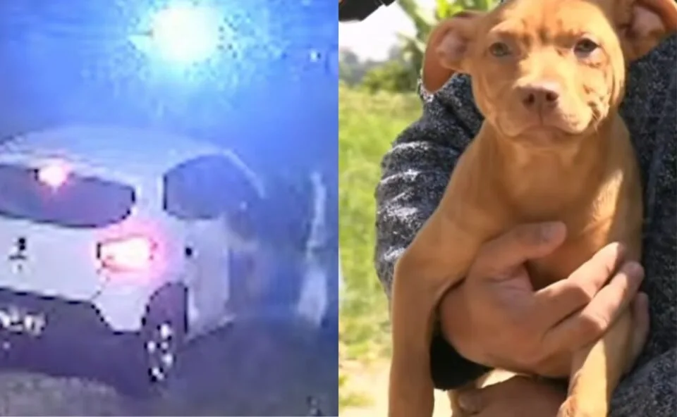 Vídeo! Dois cachorros são abandonados por ocupantes de carro em Colombo; um deles é atropelado e morre