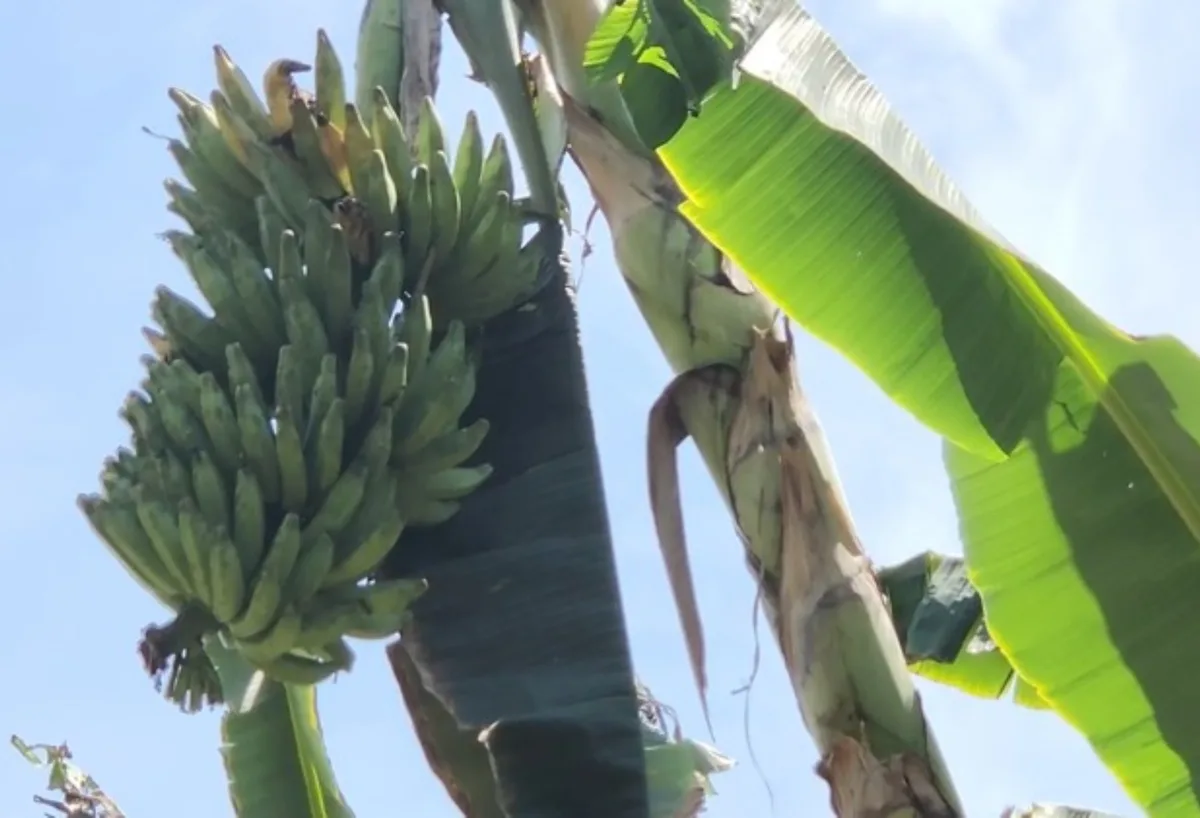 Produtores de Caroebe estão em alerta com doença que atinge bananeiras e não tem tratamento