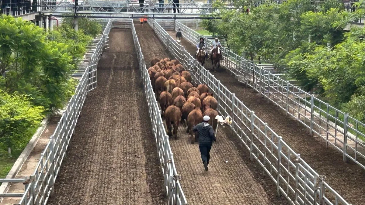Vacunos: oferta reducida y precios con bajas en el Mercado Agroganadero de Cañuelas