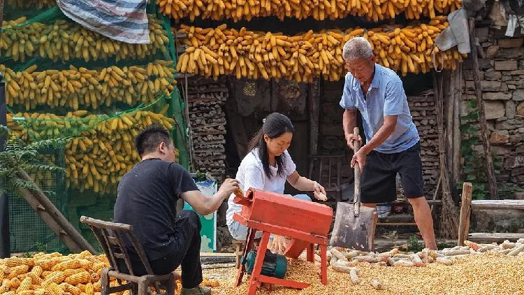 Harvest season brings China's countryside to life