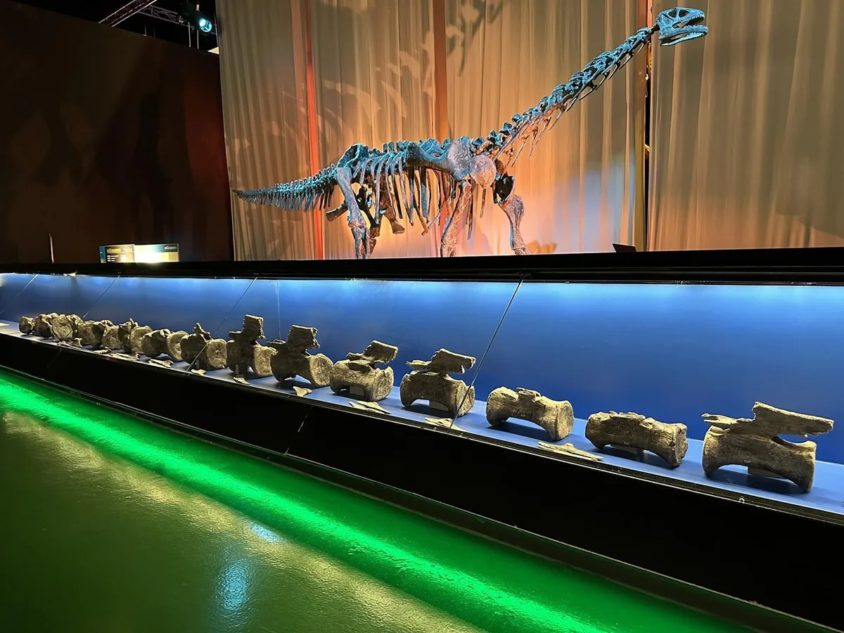Investigadores de la Fundación Dinópolis identifican fósiles de Diplodocus en El Castellar (Teruel)