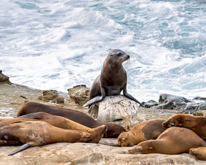 Teenager pleas guilty to attacking California sea lion in viral video