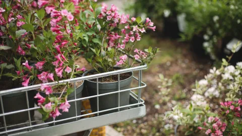 Ni hortensia ni girasol: esta es la planta ideal para septiembre que llenará tu balcón de flores y crece en maceta
