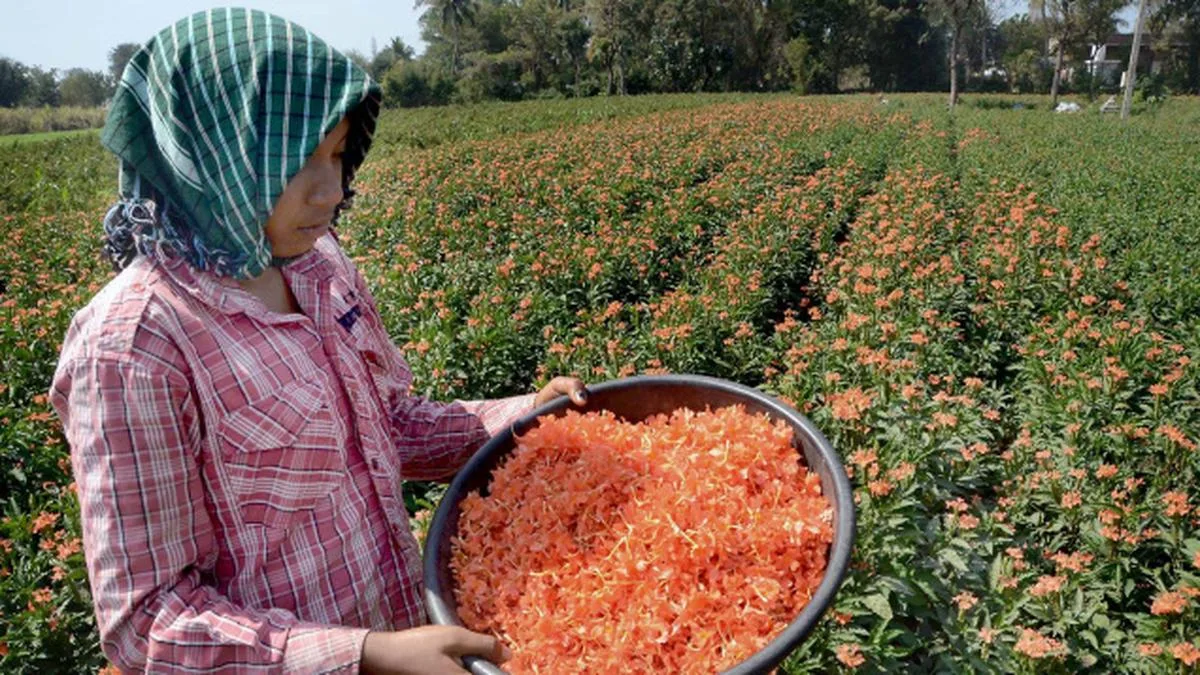Kuppam’s flowers now wilt by 8 a.m.: El Niño scorches Andhra’s flower basket, cuts output by 40%